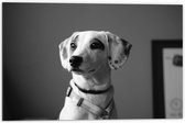 WallClassics - Dibond - Whippet Hond Zwart - Wit - 60x40 cm Foto op Aluminium (Wanddecoratie van metaal)