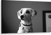 WallClassics - Canvas - Whippet Hond Zwart - Wit - 120x80 cm Foto op Canvas Schilderij (Wanddecoratie op Canvas)