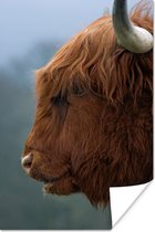 Gros plan du papier affiche Scottish Highlander 40x60 cm - Tirage photo sur Poster (décoration murale salon / chambre) / Poster Animaux sauvages