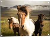 WallClassics - Tuinposter – Drie Paarden in de Weide - 80x60 cm Foto op Tuinposter (wanddecoratie voor buiten en binnen)