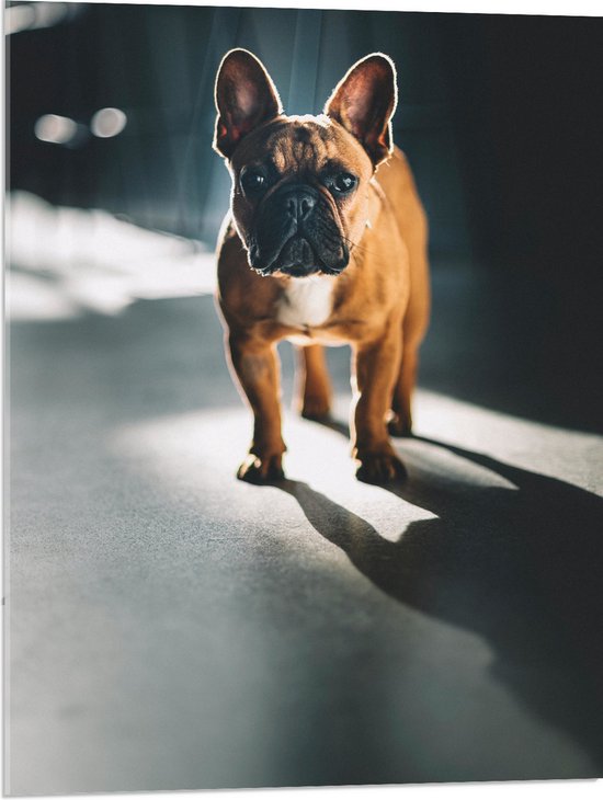 WallClassics - Acrylglas - Franse Bulldog in het Licht - 60x80 cm Foto op Acrylglas (Met Ophangsysteem)