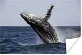 Springende walvis met regenboog Poster 120x80 cm - Foto print op Poster (wanddecoratie)