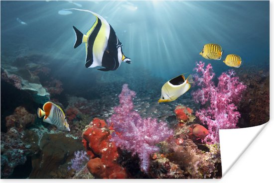 Kleurig koraal Poster 60x40 cm - Foto print op Poster (wanddecoratie)