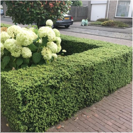 Plants by Frank - 1 meter Glansmispel haag - Photinia fraseri 'Red