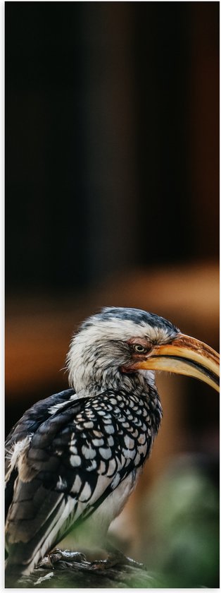 Poster Glanzend – Zijaanzicht van Zuidelijke Geelsnaveltok Vogel - 20x60 cm Foto op Posterpapier met Glanzende Afwerking