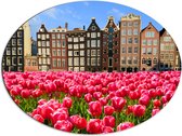 Dibond Ovaal - Roze Tulpenveld voor Rij Grachtenpanden in Amsterdam, Nederland - 80x60 cm Foto op Ovaal (Met Ophangsysteem)