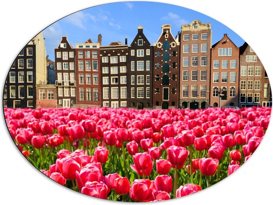 Dibond Ovaal - Roze Tulpenveld voor Rij Grachtenpanden in Amsterdam, Nederland - 80x60 cm Foto op Ovaal (Met Ophangsysteem)