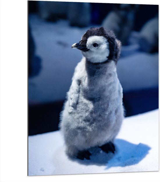Dibond - Baby Pinguïn in de Sneeuw - 75x100 cm Foto op Aluminium (Wanddecoratie van metaal)
