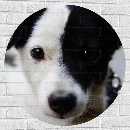 Muursticker Cirkel - Witte Puppy met Zwart Oor en Deel Gezicht - 80x80 cm Foto op Muursticker