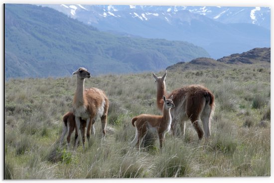 WallClassics - Dibond - Groep Alpaca's in Berglandschap - 60x40 cm Foto op Aluminium (Met Ophangsysteem)