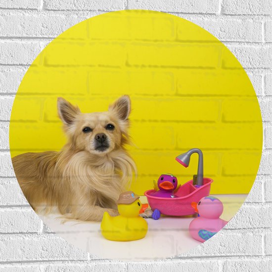 WallClassics - Muursticker Cirkel - Chihuahua met Roze Badkuip en Eendjes tegen Gele Achtergrond - 70x70 cm Foto op Muursticker