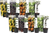 Plant in a Box - Medi Mix - Set van 8 - Mediterrane Fruitbomen - Pot 9cm - Hoogte 25-40cm