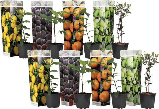 Mezcla de 4 árboles frutales columnares - Prunus - Pyrus - Malus