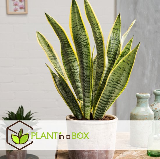 Plant In A Box Sansevieria Laurentii Set Van 4 Makkelijke Kamerplant 