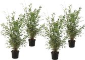 Plant in a Box - Fargesia nitida 'Gansu' - Set van 4 - Wintergroene niet woekerende bamboe - Pot 17cm - Hoogte 50-70cm
