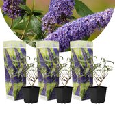 Plant in a Box - Buddleja White - Butterfly lilas Hardy - Summer lilas - Butterfly bush - Pot 9cm - Hauteur 25-40cm