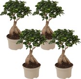 Plant in a Box - Ficus Ginseng - Set van 2 - Japanse Bonsai Kamerplanten - Pot 12cm - Hoogte 30-40cm