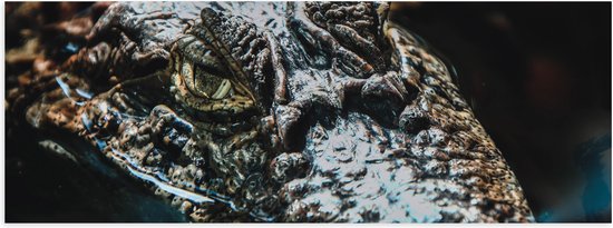 WallClassics - Poster Glanzend – Alligator Drijvend in Rivier - 90x30 cm Foto op Posterpapier met Glanzende Afwerking
