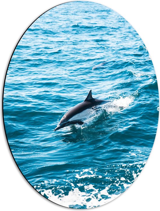 WallClassics - Dibond Ovaal - Dolfijn Zwemmend in de Zee - 42x56 cm Foto op Ovaal (Met Ophangsysteem)