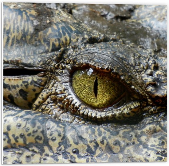 PVC Schuimplaat - Oog van een Krokodil - 50x50 cm Foto op PVC Schuimplaat (Met Ophangsysteem)