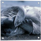 WallClassics - Tuinposter – Beschaamde Zeehond - 50x50 cm Foto op Tuinposter (wanddecoratie voor buiten en binnen)