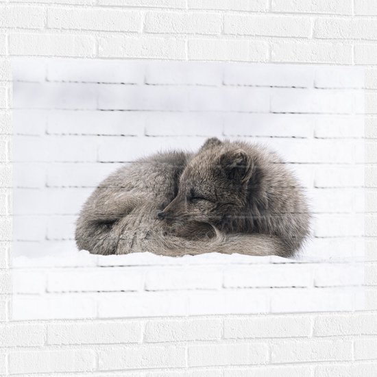 WallClassics - Muursticker - Bruine Vos slapend in de Sneeuw - Sneeuwvos - 100x75 cm Foto op Muursticker