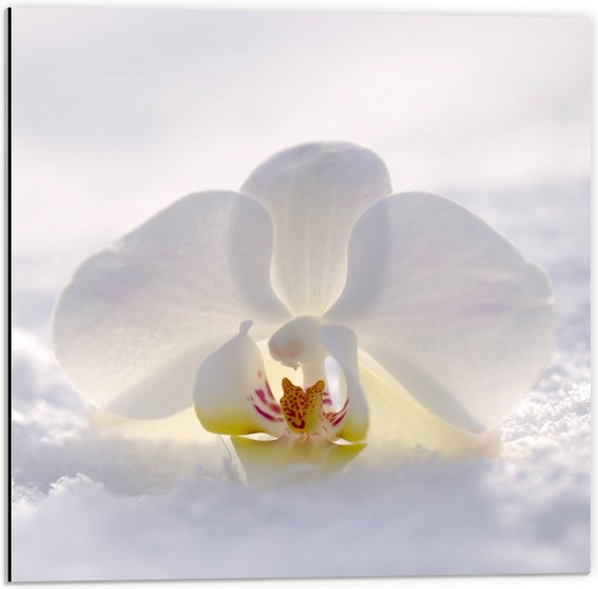 WallClassics - Dibond - Witte Orchidee in de Witte Sneeuw - 50x50 cm Foto op Aluminium (Met Ophangsysteem)