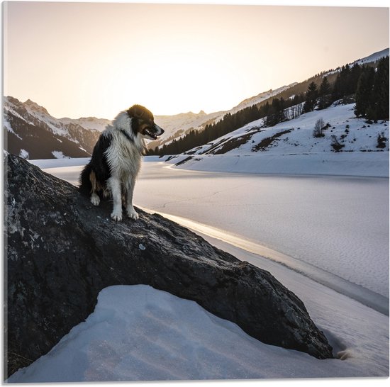 Acrylglas - Hond op een Rots in de Sneeuw tussen de Bergen - 50x50 cm Foto op Acrylglas (Met Ophangsysteem)