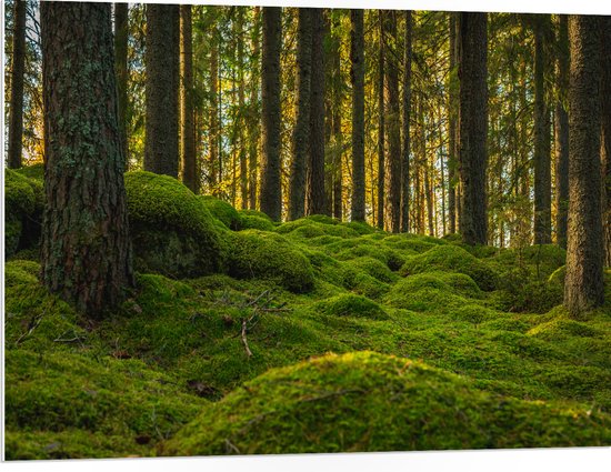 PVC Schuimplaat- Bomen in Bos bij Groen Begroeide Ondergrond - 100x75 cm Foto op PVC Schuimplaat