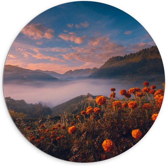 Dibond Muurcirkel - Oranje Bloemenveld boven Wolkendek op Bergen - 100x100 cm Foto op Aluminium Muurcirkel (met ophangsysteem)