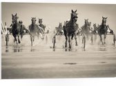 PVC Schuimplaat - Groep Rennende Paarden (zwart- wit) - 75x50 cm Foto op PVC Schuimplaat (Met Ophangsysteem)