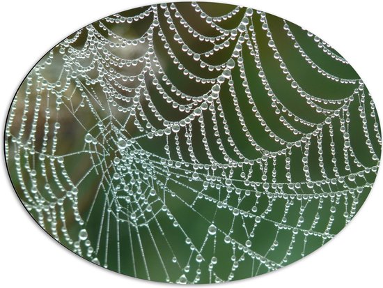 WallClassics - Dibond Ovaal - Spinnenweb met Waterdruppels - 80x60 cm Foto op Ovaal (Met Ophangsysteem)