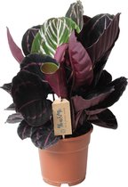 Plant in a Box - Calathea 'Dottie' - Pot 17cm - Hauteur 35-45cm - Plante d'intérieur purificatrice d'air - Belles feuilles