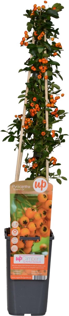 Vuurdoorn - 60-80 cm hoog - Geel