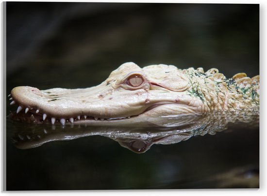 WallClassics - Acrylglas - CLose-Up van Mississippialligator - 40x30 cm Foto op Acrylglas (Wanddecoratie op Acrylaat)
