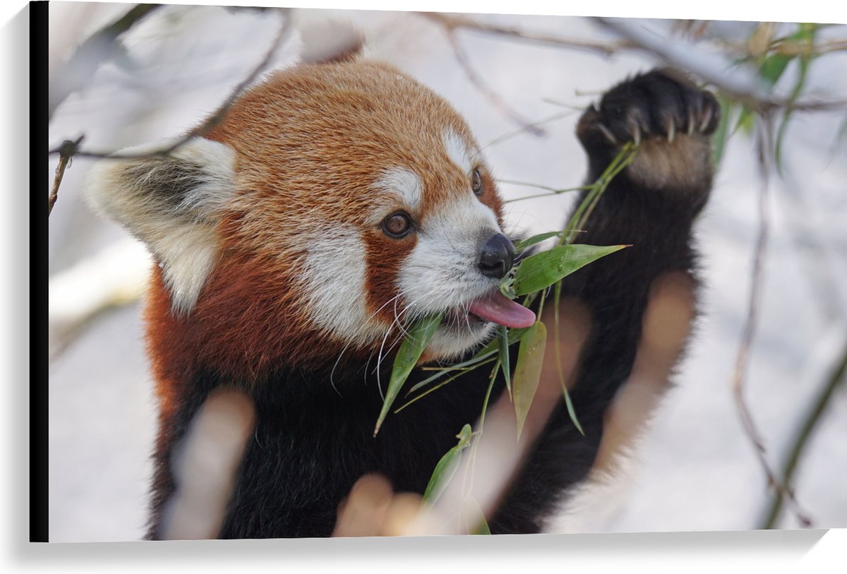 WallClassics - Canvas - Kleine Panda Etend aan Blaadje - 90x60 cm Foto op Canvas Schilderij (Wanddecoratie op Canvas)