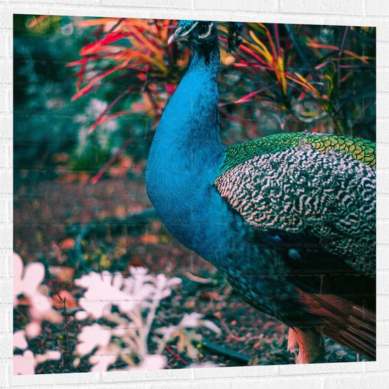 Muursticker - Mooie pauw met Gekleurde Achtergrond - 100x100 cm Foto op Muursticker