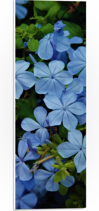 PVC Schuimplaat - Blauw Gekleurde Mannentrouw Bloemen in Struik - 20x60 cm Foto op PVC Schuimplaat (Met Ophangsysteem)