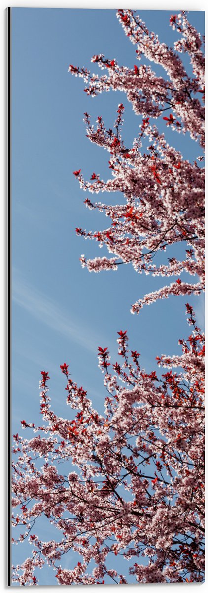 Dibond - Bloesemboom onder Blauwe Lucht met Lichte Sluierbewolking - 20x60 cm Foto op Aluminium (Wanddecoratie van metaal)