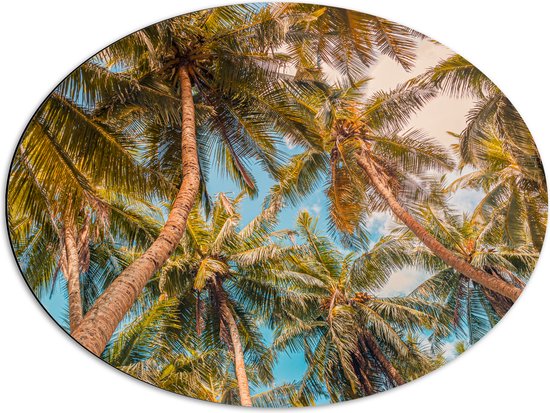 Dibond Ovaal - Dicht bij Elkaar Groeiende Palmbomen van Onder - 68x51 cm Foto op Ovaal (Met Ophangsysteem)