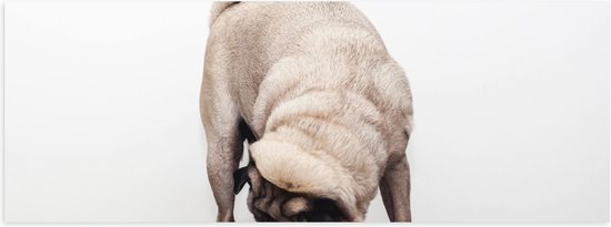 WallClassics - Poster (Mat) - Bruin Hondje op een Kruk - Mopshond - 90x30 cm Foto op Posterpapier met een Matte look