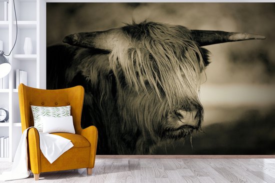 Papier peint - Papier peint photo Scottish Highlander - Animaux - Cheveux - Largeur 525 cm x hauteur 350 cm