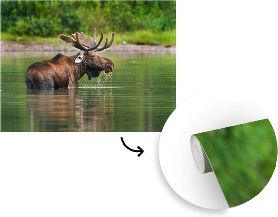 Papier peint photo peint photo vinyle - Orignal dans l'eau largeur 330 cm x hauteur 240 cm - Tirage photo sur papier peint (disponible en 7 tailles)