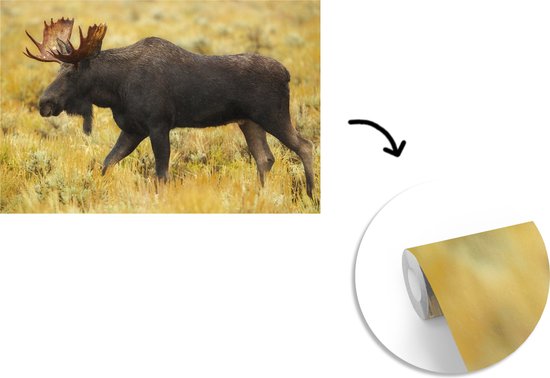 Papier peint photo peint vinyle - Elk dans le parc national largeur 390 cm x hauteur 260 cm - Tirage photo sur papier peint (disponible en 7 tailles)