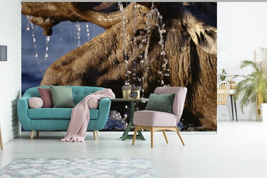 Papier peint photo vinyle - Gros plan d'un orignal dans l'eau largeur 390 cm x hauteur 260 cm - Tirage photo sur papier peint (disponible en 7 tailles)