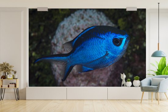 Papier peint Papier peint photo en vinyle - Poisson bleu largeur 420 cm x hauteur 280 cm - Tirage photo sur papier peint (disponible en 7 tailles) / Mer et plage
