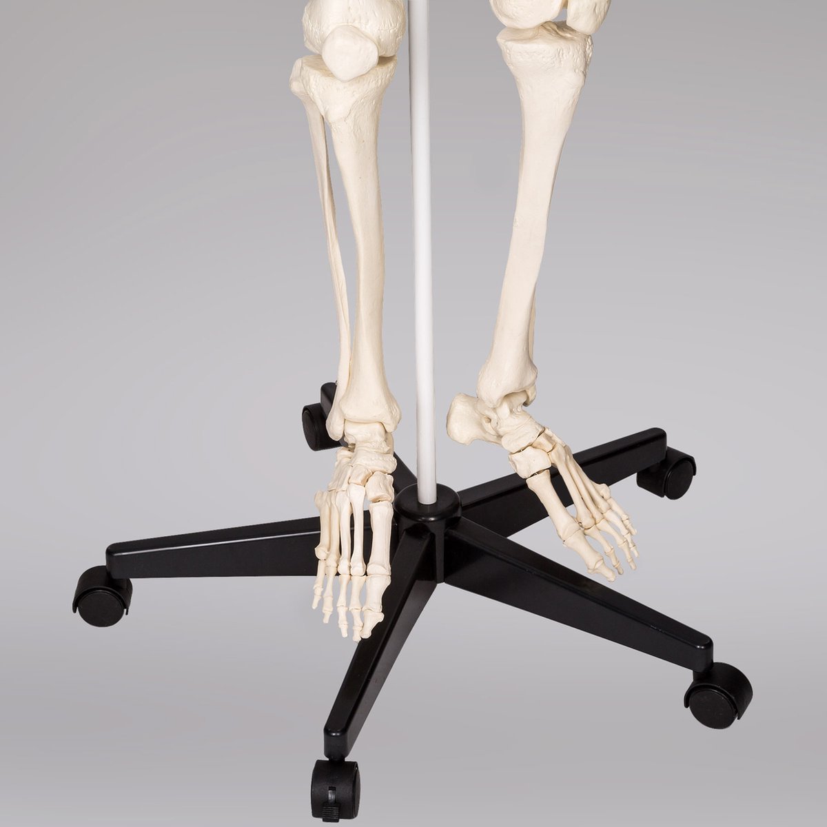 tectake® Anatomie Skelet - 181cm - Levensgroot Medisch Model op Staandaard met Wielen - Beweegbaar - Afneembare Onderdelen - incl. Poster met Spieren en Botten — afbeelding 9