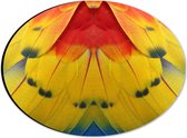 Dibond Ovaal - Close-up van Kleurrijke Veren - 28x21 cm Foto op Ovaal (Met Ophangsysteem)