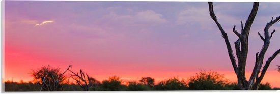 Acrylglas - Kale Takken voor Bos tijdens Roze Gekleurde Lucht - 60x20 cm Foto op Acrylglas (Met Ophangsysteem)