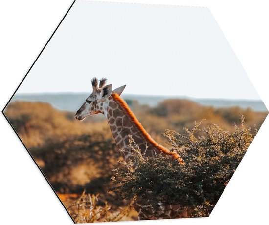 Dibond Hexagon - Kop van Giraffe boven Droge Boomtoppen in Afrika - 70x60.9 cm Foto op Hexagon (Met Ophangsysteem)